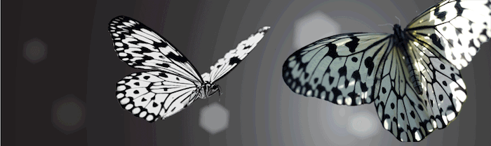 flight-of-white-anim-966x289_2