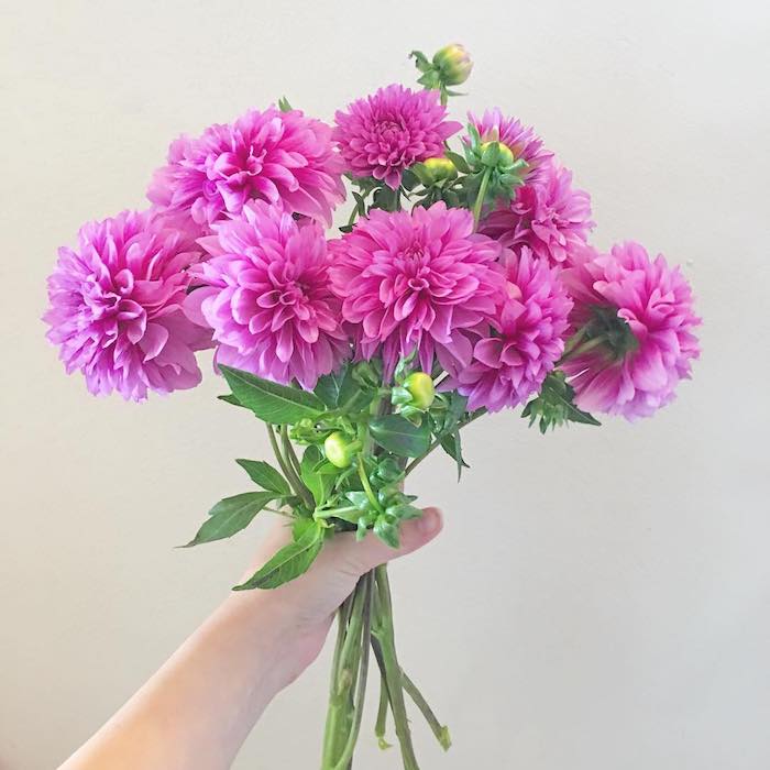 dahlia